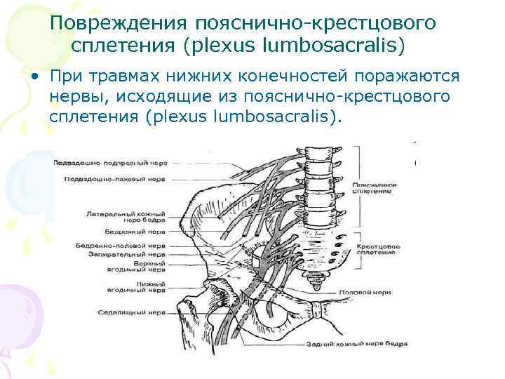 Нервы поясничного сплетения картинка