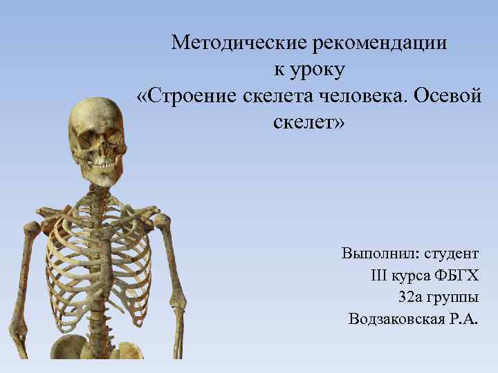 Строение скелета фото. Осевой скелет человека анатомия. П11 скелет человека.осевой скелет. Строение осевого скелета человека. Кости образующие осевой скелет.