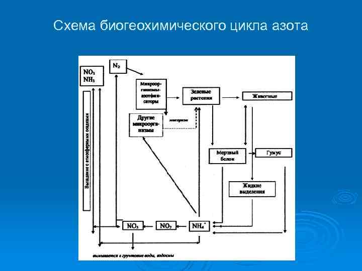 Биогеохимический цикл азота презентация