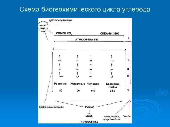Схема биогеохимического цикла углерода 