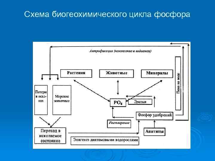 Биогеохимический цикл углерода схема