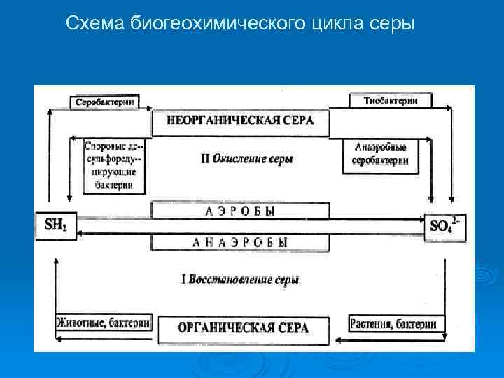 Схема биогеохимического цикла