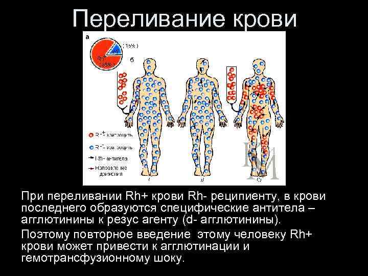 Переливание крови При переливании Rh+ крови Rh- реципиенту, в крови последнего образуются специфические антитела