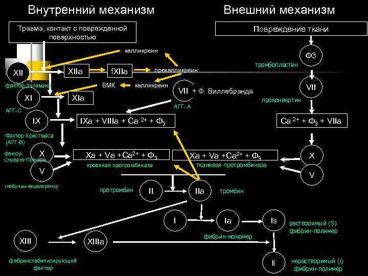 Внутренний механизм Внешний механизм Травма, контакт с поврежденной поверхностью Повреждение ткани калликреин XIIa XII