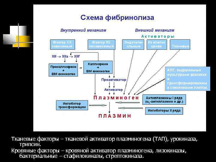 АПГ, выделяемые культурами раковых и трансформированны х онкогенами клеток. Тканевые факторы – тканевой активатор