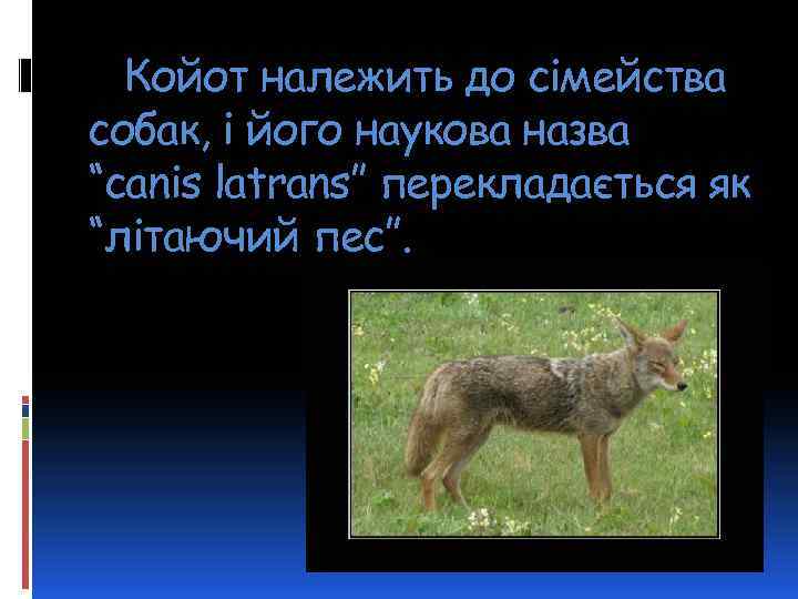 Койот належить до сімейства собак, і його наукова назва “canis latrans” перекладається як “літаючий