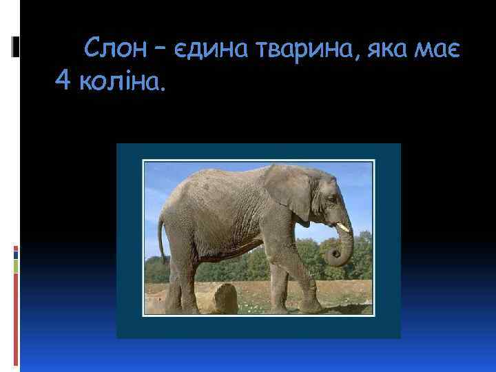 Слон – єдина тварина, яка має 4 коліна. 