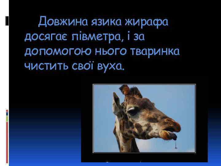 Довжина язика жирафа досягає півметра, і за допомогою нього тваринка чистить свої вуха. 
