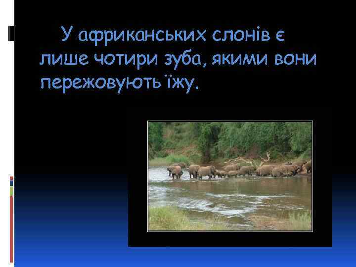 У африканських слонів є лише чотири зуба, якими вони пережовують їжу. 