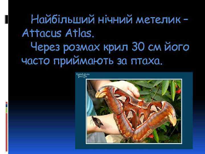 Найбільший нічний метелик – Attacus Atlas. Через розмах крил 30 см його часто приймають
