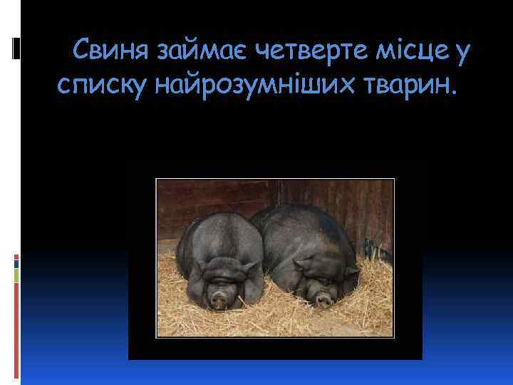 Свиня займає четверте місце у списку найрозумніших тварин. 