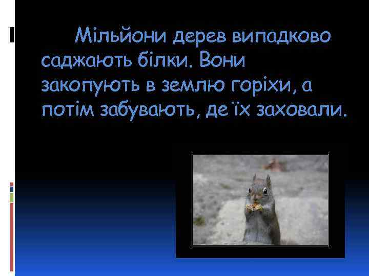 Мільйони дерев випадково саджають білки. Вони закопують в землю горіхи, а потім забувають, де