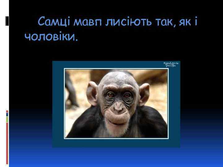 Самці мавп лисіють так, як і чоловіки. 