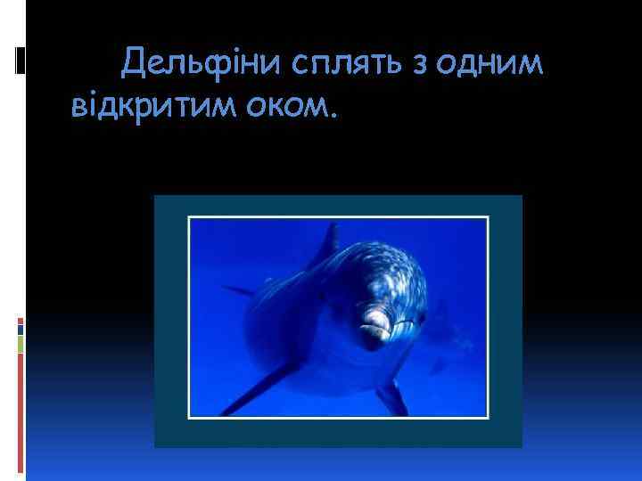 Дельфіни сплять з одним відкритим оком. 