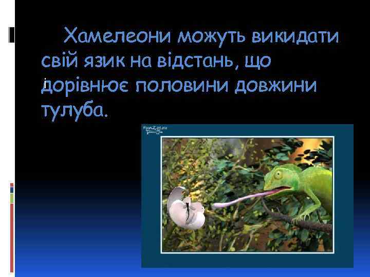 Хамелеони можуть викидати свій язик на відстань, що і дорівнює половини довжини тулуба. 