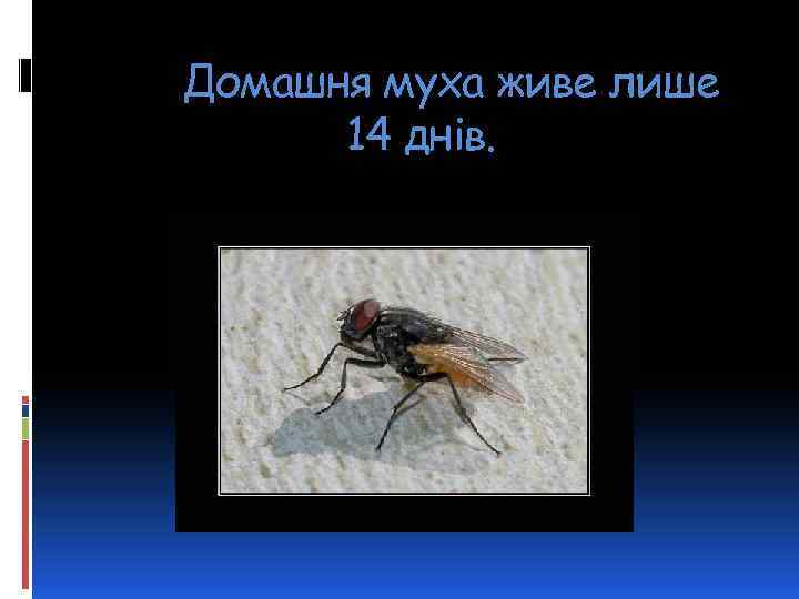 Домашня муха живе лише 14 днів. 
