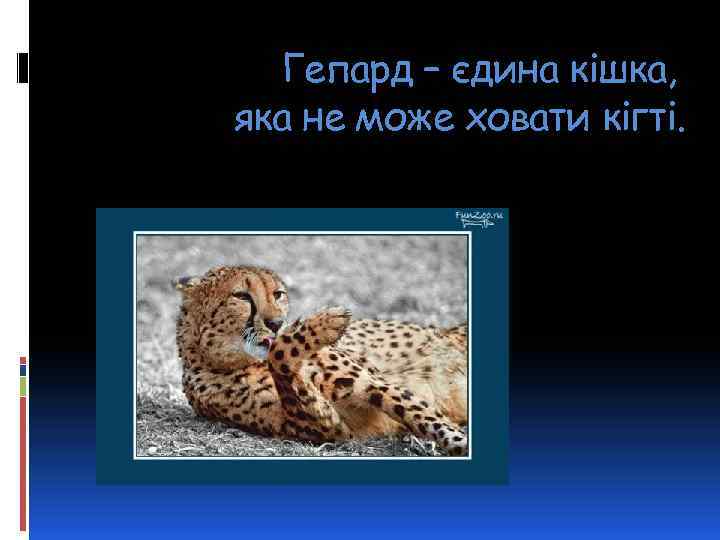 Гепард – єдина кішка, яка не може ховати кігті. 
