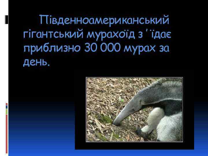 Південноамериканський гігантський мурахоїд з ’ їдає приблизно 30 000 мурах за день. 