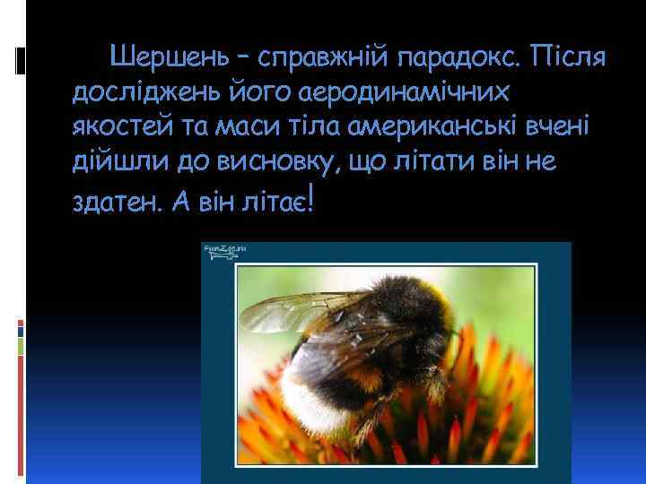 Шершень – справжній парадокс. Після досліджень його аеродинамічних якостей та маси тіла американські вчені