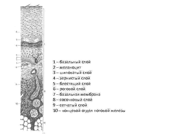 1 – базальный слой 2 – меланоцит 3 – шиповатый слой 4 – зернистый