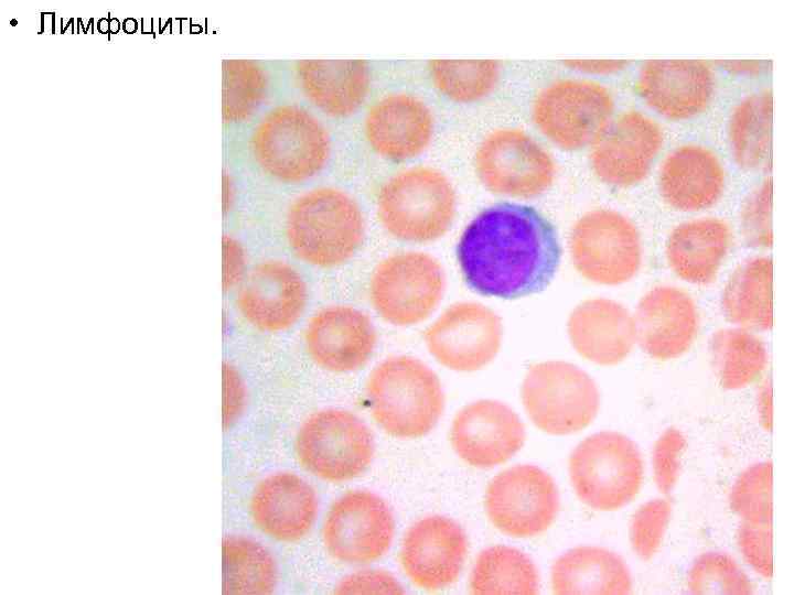  • Лимфоциты. 