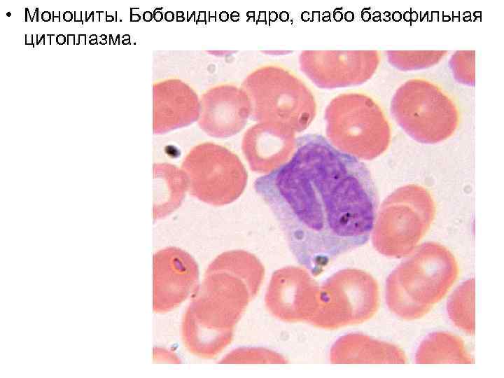 Картинки моноциты под микроскопом