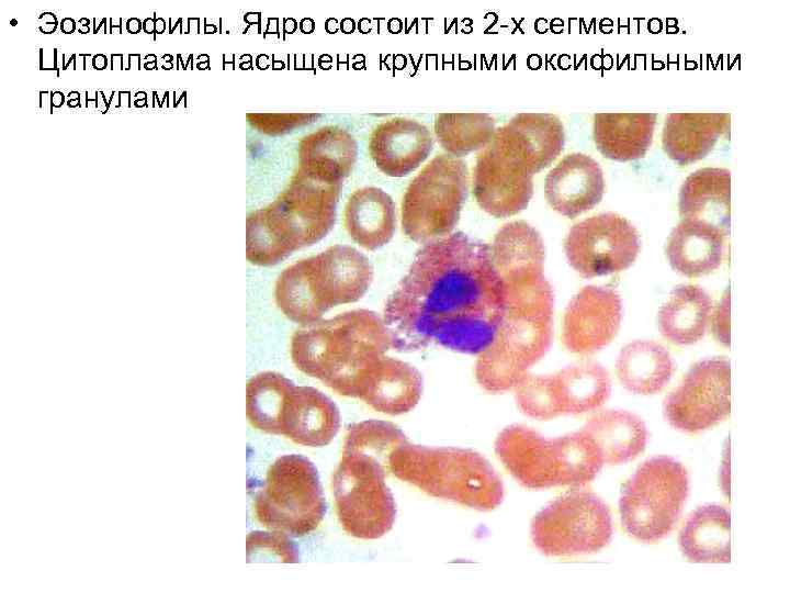 Клетки крови фото и описание