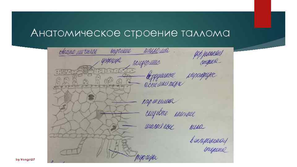 Анатомическое строение таллома by Vongol 27 