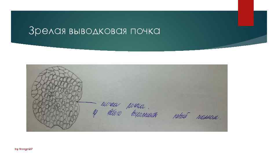 Зрелая выводковая почка by Vongol 27 