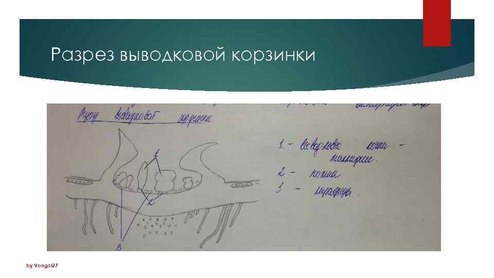 Разрез выводковой корзинки by Vongol 27 