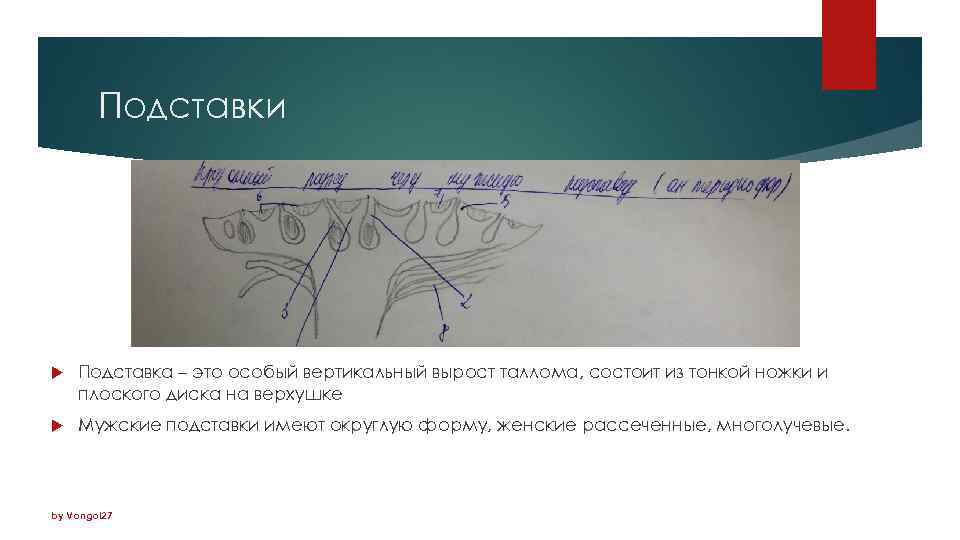 Подставки Подставка – это особый вертикальный вырост таллома, состоит из тонкой ножки и плоского