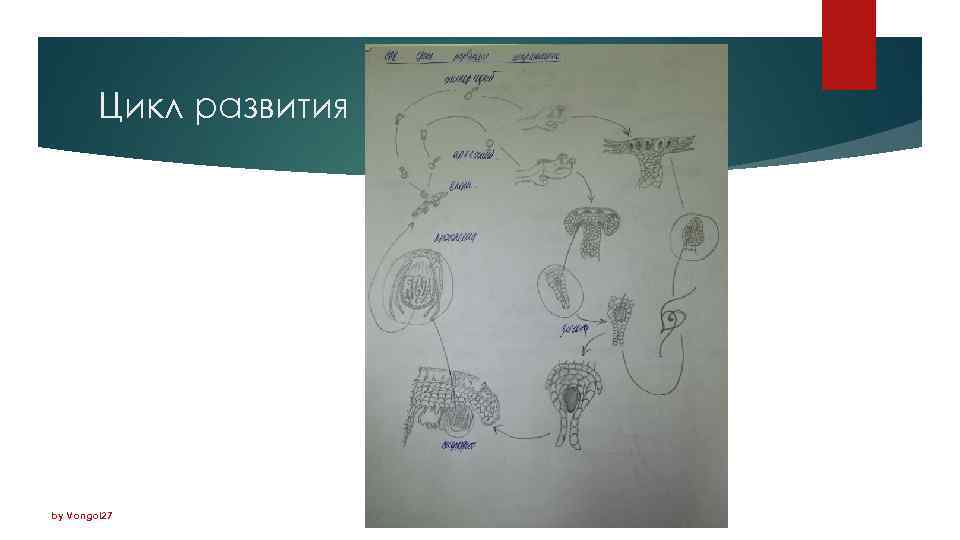 Цикл развития by Vongol 27 