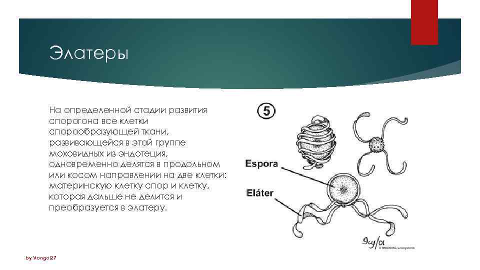 Споры у хвощей. Элатеры у хвощей. Споры хвоща с элатерами. Строение элатеры. Споры с элатерами характерны для.