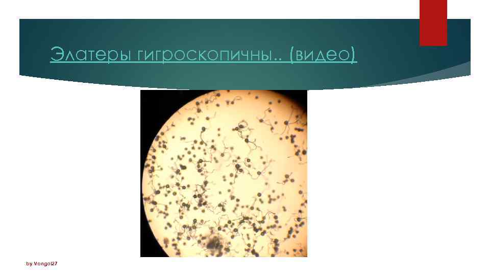 Элатеры гигроскопичны. . (видео) by Vongol 27 