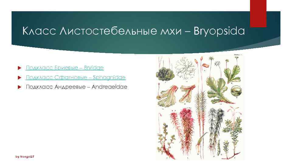 Класс Листостебельные мхи – Bryopsida Подкласс Бриевые – Bryidae Подкласс Cфагновые – Sphagnidae Подкласс