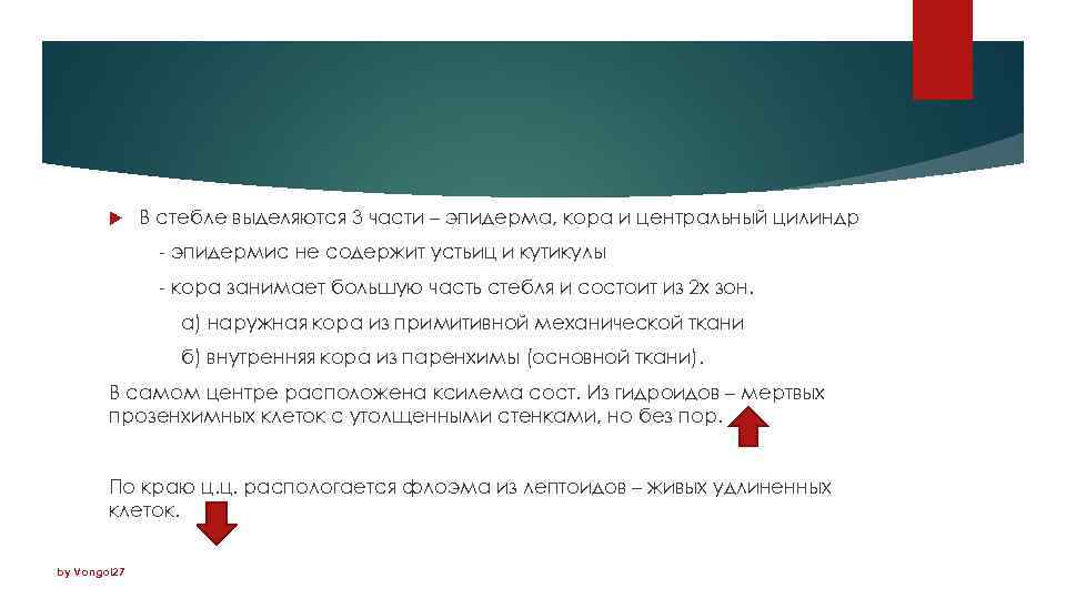  В стебле выделяются 3 части – эпидерма, кора и центральный цилиндр - эпидермис