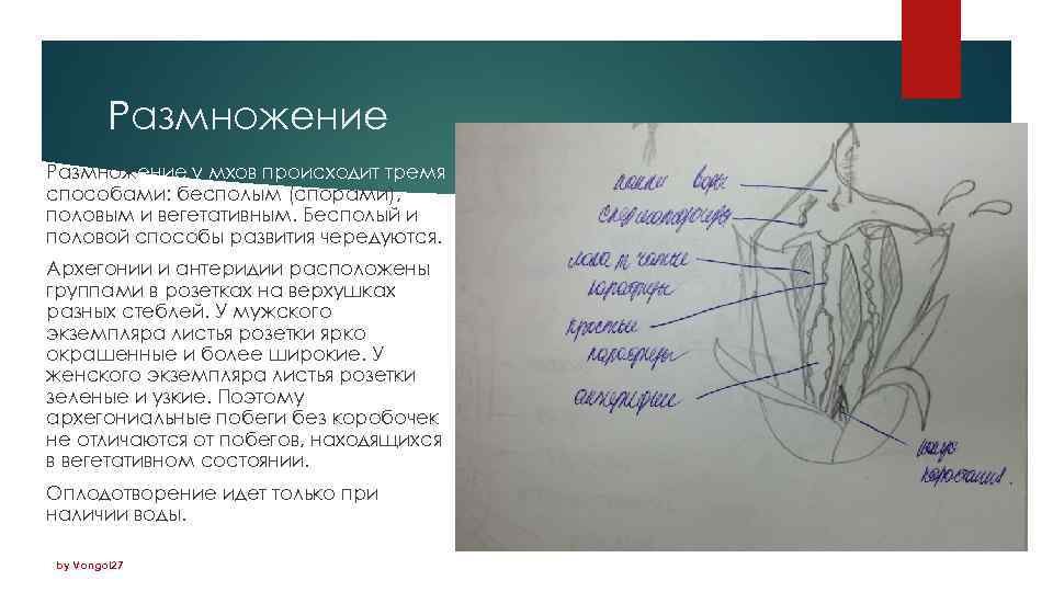Размножение у мхов происходит тремя способами: бесполым (спорами), половым и вегетативным. Бесполый и половой