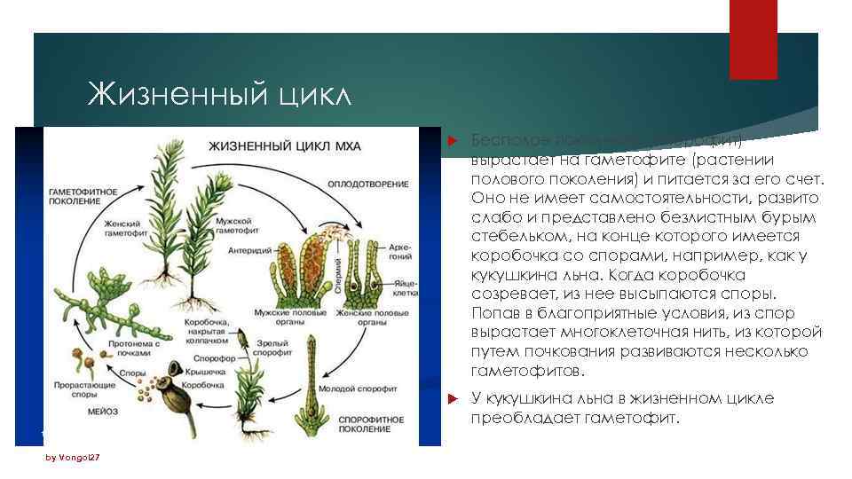 Жизненный цикл by Vongol 27 Бесполое поколение (спорофит) вырастает на гаметофите (растении полового поколения)