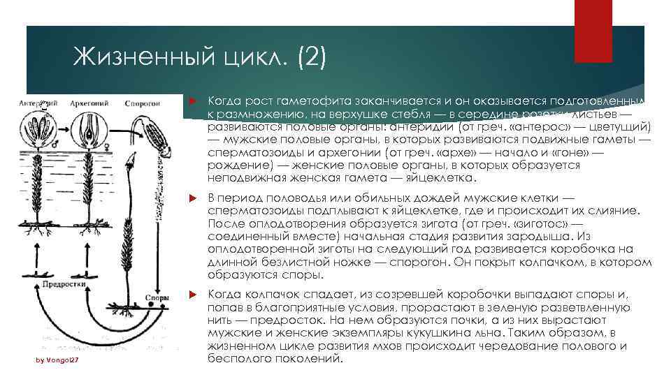 Жизненный цикл. (2) В период половодья или обильных дождей мужские клетки — сперматозоиды подплывают