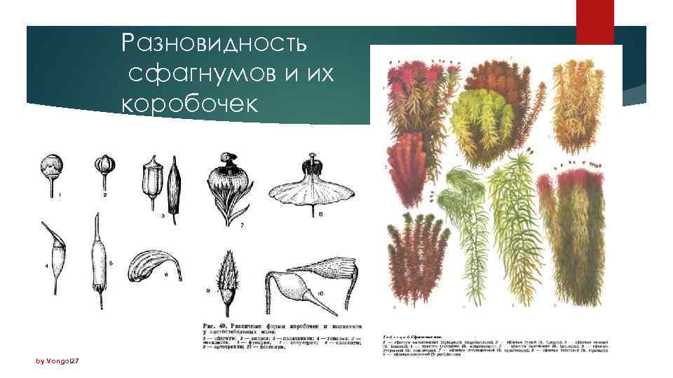 Разновидность сфагнумов и их коробочек by Vongol 27 
