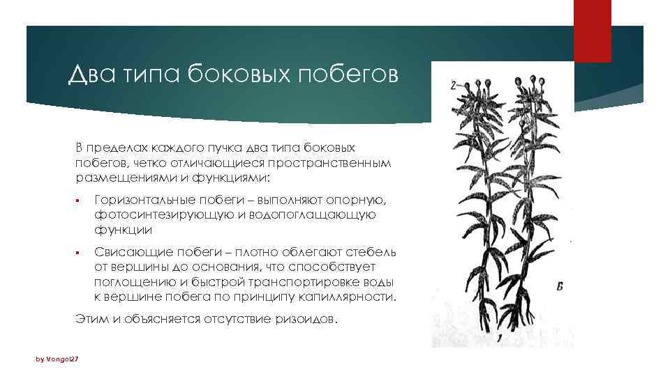 Два типа боковых побегов В пределах каждого пучка два типа боковых побегов, четко отличающиеся