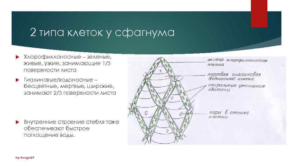 2 типа клеток у сфагнума Хлорофиллоносные – зеленые, живые, узкие, занимающие 1/3 поверхности листа