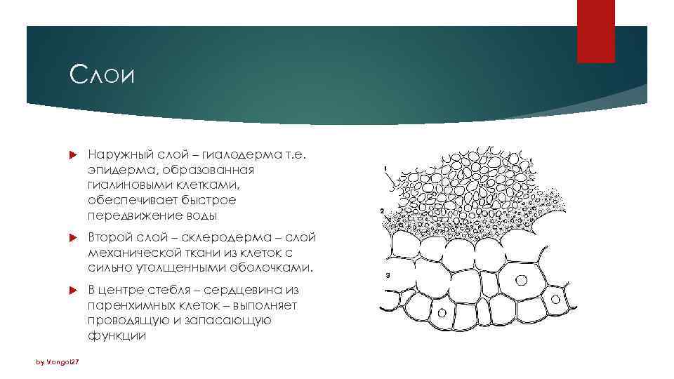Слои Наружный слой – гиалодерма т. е. эпидерма, образованная гиалиновыми клетками, обеспечивает быстрое передвижение