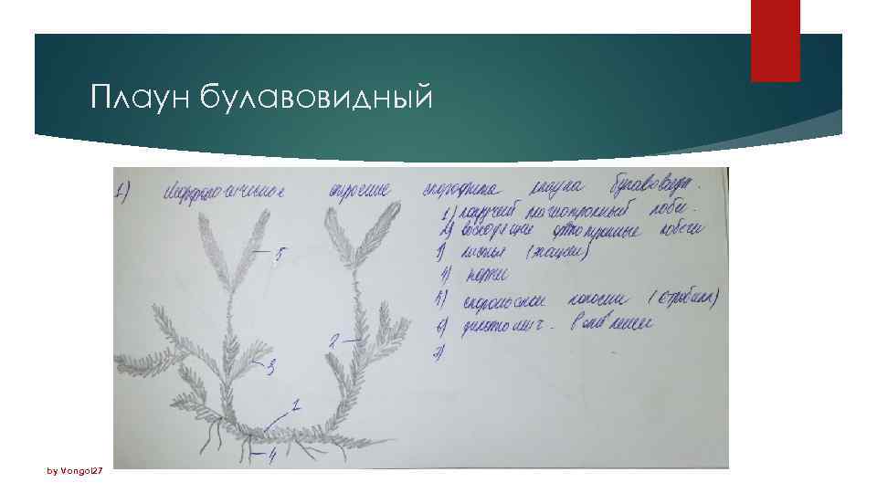 Плаун булавовидный by Vongol 27 