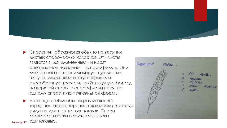  Спорангии образуются обычно на верхних листьях спороносных колосков. Эти листья являются видоизмененными и