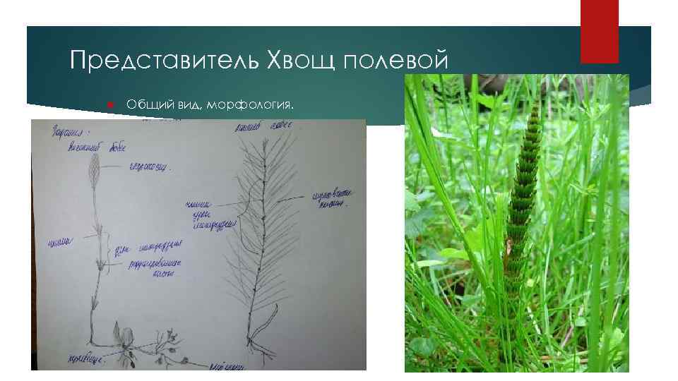 Представитель Хвощ полевой by Vongol 27 Общий вид, морфология. 