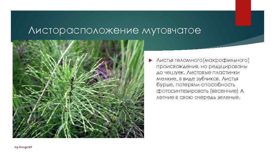 Листорасположение мутовчатое by Vongol 27 Листья теломного(макрофильного) происхождения, но редуцированы до чешуек. Листовые пластинки