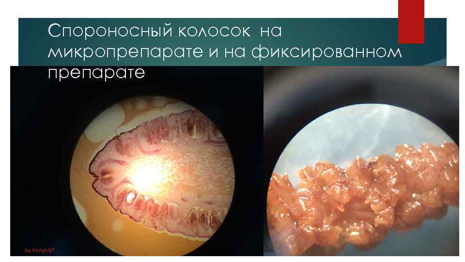 Спороносный колосок на микропрепарате и на фиксированном препарате by Vongol 27 