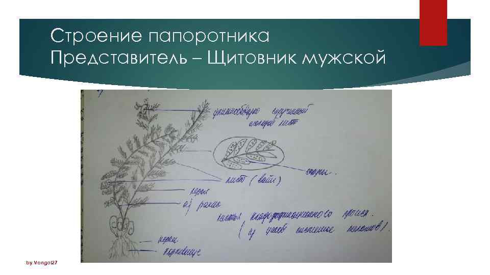Строение папоротника Представитель – Щитовник мужской by Vongol 27 