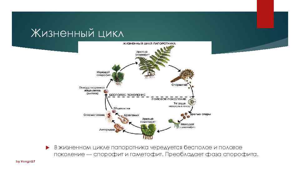 Высшие споровые растения жизненный цикл. Жизненные циклы растений гаметофит и спорофит. Жизненный цикл папоротника бесполое поколение.